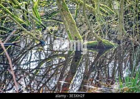 Moosige Baumstämme und Äste, die sich im stillen Wasser spiegeln, schaffen eine ruhige natürliche Szene in einem Waldsumpf mit komplexen Reflexen und grüner Vegetation Stockfoto