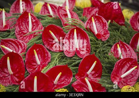 Orientalische Lilienblüten beim Festa da Flor oder Frühlingsblumenfest in Funchal auf der Insel Madeira im Atlantischen Ozean Portug Stockfoto