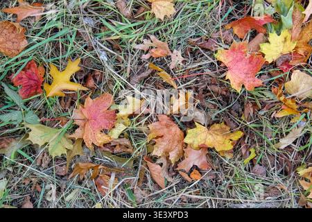 Bunte Herbstblätter in leuchtenden Rot-, Orange- und Gelbtönen liegen über trockenem Gras und Erde und bilden ein strukturiertes saisonales Mosaik. Stockfoto