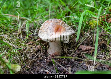 Ein einzelner brauner Pilz mit weißen Flecken, die im Boden zwischen grünem Gras und trockenen Blättern in einer natürlichen Umgebung im Freien wachsen. Stockfoto