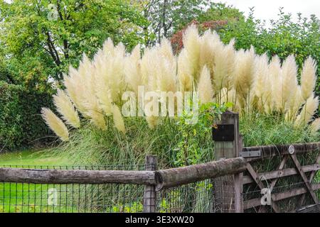 Eine große, flauschige Gruppe cremeweißer Pampas-Grasfedern wächst hinter einem rustikalen Holzzaun und Tor in einem üppigen, grünen Garten. Stockfoto
