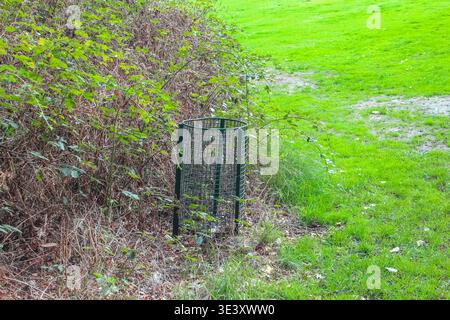 Am Rande eines grasbewachsenen Feldes steht ein Abfalleimer aus grünem Drahtgeflecht, eingebettet in ein Brombeerdickicht. Eine praktische Abfalllösung für Outdoor-Parks. Stockfoto