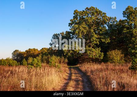 Die staubige Landstraße schlängelt sich durch goldene Gräser und verschwindet in einem üppig grünen Wald unter hellem Himmel Stockfoto