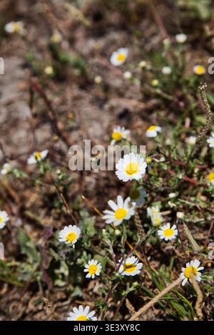 Nahaufnahme kleiner Weißer Daisies mit Yellow Centers, die auf Einem Sandy Coastal Trail wachsen. Stockfoto