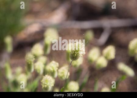 Nahaufnahme Kleiner Flauschiger Samenköpfe Auf Küstengräsern Entlang Des Fishermans Trail, Portugal. Stockfoto