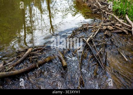 Ein wilder, provisorischer Damm aus Baumstämmen und Ästen bildet eine kleine Kaskade in einem Waldbach. Wasser stürzt über den Holzschutt, mit den darüberliegenden Baumreflexionen Stockfoto