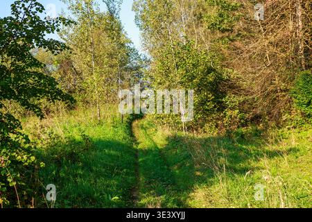 Ein sonnenverwöhnter, gewundener Feldweg führt durch lebhaftes grünes Gras und dichtes Laub und führt in einen ruhigen Wald mit schlanken Birken, die an einen erinnern Stockfoto
