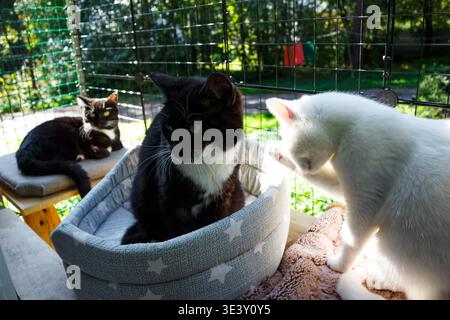 Drei pelzige Freunde genießen einen hellen Tag in ihrem sicheren Katio. Eine hübsche Smoking-Katze sitzt in einem gemütlichen Bett, während eine weiße Katze und eine andere Katze lä Stockfoto