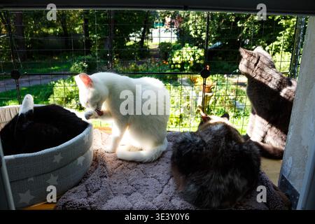 Eine gemütliche Catio-Szene mit vier Hauskatzen. Eine weiße Katze pflegt, während andere im Spätsommer entspannen und durch das schützende Netz nach draußen blicken Stockfoto