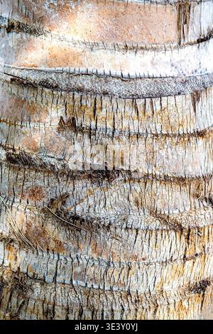 Äußerste Nahaufnahme der Stammrinde von Cocos nucifera mit charakteristischen horizontalen Narbenringen, rauer Faserstruktur, Rissen und Schichten braun-grau Stockfoto