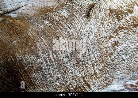 Extremes Makro der Stammrinde von Cocos nucifera mit faserigen Schichtrillen, horizontalen Narben und natürlichem Netzmuster. Fängt authentische Bio-T ein Stockfoto