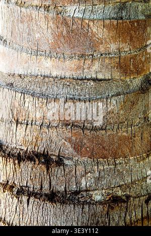 Äußerste Nahaufnahme der Stammrinde von Cocos nucifera mit charakteristischen horizontalen Narbenringen, rauer Faserstruktur, Rissen und Schichten braun-grau Stockfoto