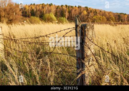 Rostiger Stacheldrahtzaun auf alten Pfosten erstreckt sich über ein sonnenverwöhntes Herbstfeld, hinter dem bunte Herbstbäume unter klarem Himmel stehen Stockfoto