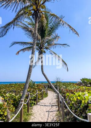 Ein sandiger Pfad, gesäumt von Seilpfosten, windet sich unter lehnenden Kokospalmen in Richtung eines türkisfarbenen Ozeanhorizonts, umgeben von Küstenvegetation. Stockfoto