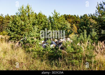 Ein unordentlicher Haufen Bauschutt und Müll, der an der ruhigen Waldgrenze zwischen hohem trockenem Gras und jungen Kiefern abgelegt wurde, signalisiert die Umgebung Stockfoto