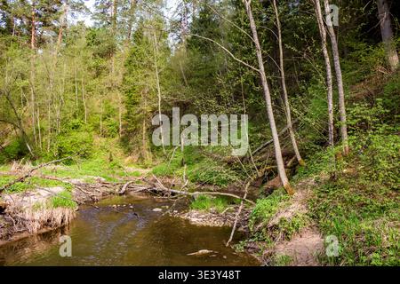 Ein ruhiger Waldbach fließt durch üppige, grüne Ufer, gespickt mit umfallenen Baumstämmen und lebhaftem Frühlingsgrün. Ungezähmte Natur in ihrer ruhigen Schönheit Stockfoto