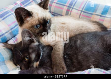 Kostbare Siam-Mischung und dunkle Tabby-Kätzchen, die sich eng kuscheln. Ihre hellen Augen und ihre gemütliche Umarmung strahlen pure, herzerwärmende Zuneigung aus Stockfoto