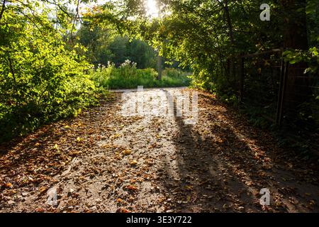 Herbstpfad mit gefallenen Blättern, getaucht in goldenes Sonnenlicht, das durch grüne Bäume filtert Stockfoto
