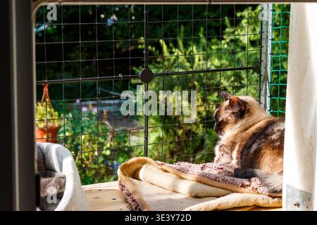 Die charmante Katze genießt ein Sonnenbad auf einer gemütlichen Decke in einer Outdoor-Catio Stockfoto