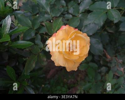 Schöne blühende gelbe Rosenblume in einem Garten mit natürlichen grünen Blättern Hintergrund Stockfoto
