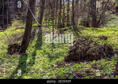 Ein großer, moosiger verkieselter Felsbrocken sitzt auf einem sonnendurchfluteten, hellgrünen Waldboden in Frühlingswäldern Stockfoto