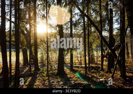 Leuchtende Sonnenstrahlen durchdringen den dunklen Waldrand, wenn am frischen Novembernachmittag leichter Schnee und Regen fallen Stockfoto