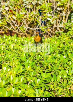 Ein weiblicher Grackle steht auf der Spitze von leuchtend grünen Büschen. Detaillierte Ansicht des braunen Vogels Quiscalus Major mit dem Gefieder. Stockfoto