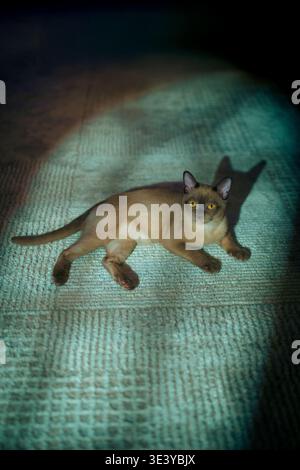 Eine champagnerfarbene burmesische Katze liegt bequem auf einem weichen grauen Textilteppich und blickt in einem hellen, gemütlichen Zimmer direkt auf die Kamera. Stockfoto