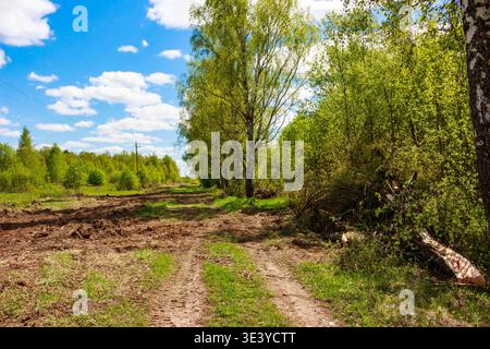Lebhafte Frühlingslandschaft mit einem Feldweg, der durch frisches Grün unter einem hellblauen, bewölkten Himmel führt Stockfoto