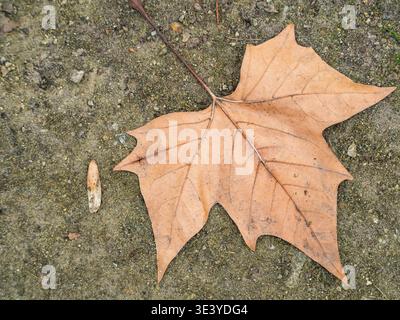 Einzelnes trockenes Ahornblatt ruht auf rauem Steingrund. Die braunen Venen zeigen den verblassten, herbstlichen Farbton der Blätter. Winziger Zweig und Krume neben dem Blatt, danach ist die Natur ruhig Stockfoto