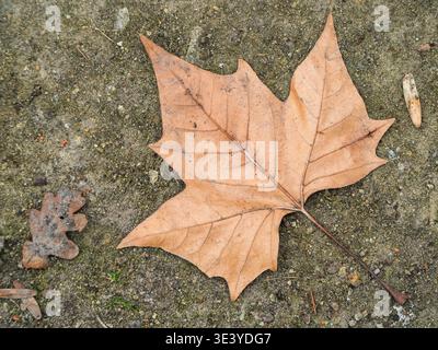 Einzelnes trockenes Ahornblatt ruht auf rauem Steingrund. Die braunen Venen zeigen den verblassten, herbstlichen Farbton der Blätter. Winziger Zweig und Krume neben dem Blatt, danach ist die Natur ruhig Stockfoto
