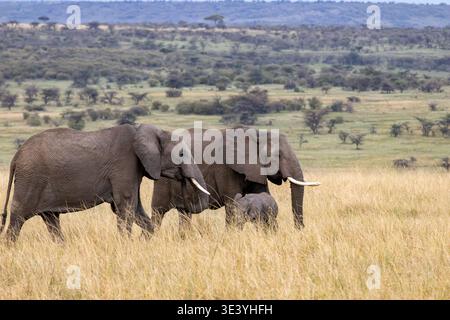 Eine kleine Familiengruppe afrikanischer Elefanten, die gemeinsam im Maasai Mara National Reserve Kenia spazieren Stockfoto