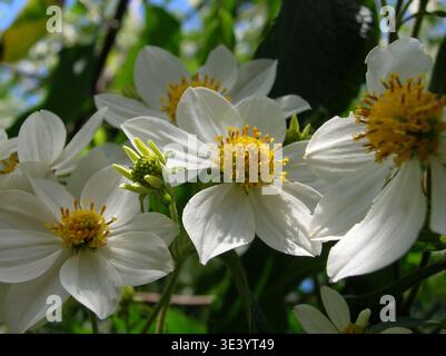 Weiße Gänseblümchen-ähnliche Wildblumen mit gelben Zentren im Garten Stockfoto