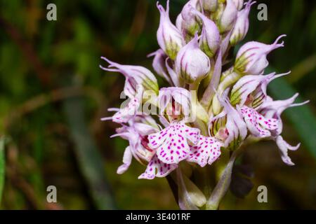 Nahaufnahme der konischen Orchideenblume (Neotinea conica) im natürlichen Lebensraum auf Mallorca, Spanien Stockfoto