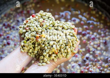 Nahaufnahme Handernte roter reifer Kaffeesamen Robusta arabica Beeren Ernte Kaffeefarm. Hand Leute ernten Kaffeebohne reife rote Beeren Pflanze frisch Stockfoto
