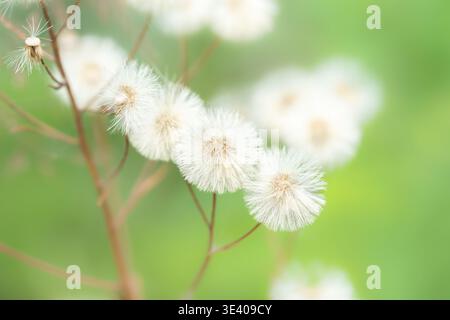 Flauschige wilde Löwenzahnsamenköpfe auf weichem grünem, verschwommenem Hintergrund Stockfoto