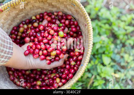 Nahaufnahme Handernte roter reifer Kaffeesamen Robusta arabica Beeren Ernte Kaffeefarm. Hand Leute ernten Kaffeebohne reife rote Beeren Pflanze frisch Stockfoto