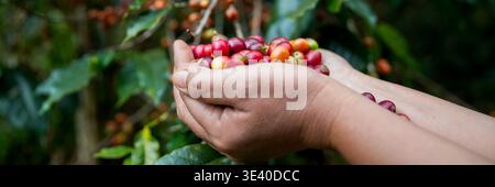 Farmer Concept Handernte reife Kaffeesamen Robusta arabica Beere Nahaufnahme frisches grünes Blatt Bohnen ernten Orangenernte rote gelbe Beeren rohe Pflanze Tre Stockfoto