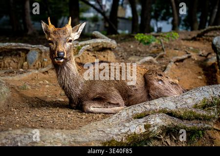 Junger Sika-Hirsch, der auf Gras liegt und die Kamera im Nara Park Japan ansieht Stockfoto