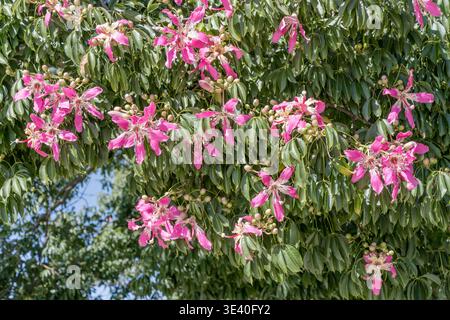 Detail der Ceiba Speciosa-Baumblumen im Park im Viertel Palermo in der argentinischen Hauptstadt, aufgenommen in hellem Sommerlicht in Buenos Aires, Argentinien Stockfoto