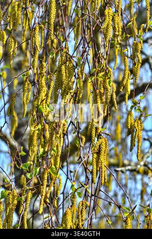 Frühjahrskätzchen auf Zweigen eines Laubbaums der Silberbirke (Betula pendula) - Bossay-sur-Claise, Indre-et-Loire (37), Frankreich. Stockfoto