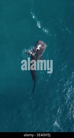Aus der Vogelperspektive eines Walhais, der durch tiefblaues Meereswasser mit weißem Schaum auf den Philippinen schwimmt. Stockfoto