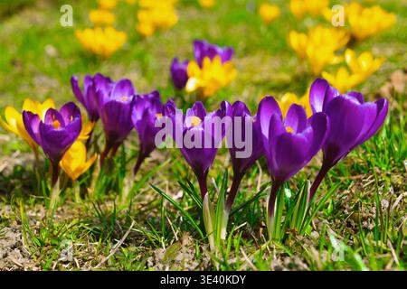 Krokusblüten blühen auf grasbewachsener Frühlingswiese unter Sonnenlicht. Stockfoto