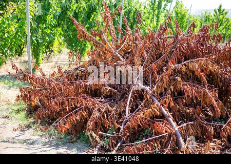 Ein großer Haufen getrockneter brauner Zweige und Blätter liegt auf dem Gras in einem Garten im Hinterhof. Hofwartung, organische Abfälle, saisonale Reinigung. Stockfoto