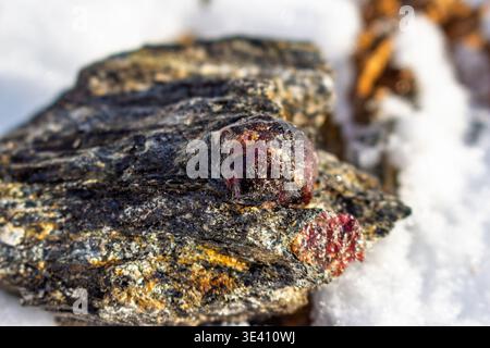 Strahlend rotes Juwel aus Almandine-Granat, fest in dunklem, strukturiertem Glimmerschiefer gesetzt, ein raues Naturjuwel, das einen Kontrast zu einer klaren Winterschneelandschaft bildet. Kitelskoe Dep Stockfoto