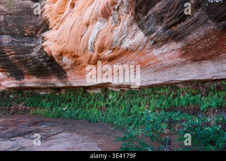 Mehrschichtige Sandstein-Schluchtwand mit Erosion und grüner Vegetation, die entlang feuchter Felsvorsprünge in schattiger Wüstenumgebung wächst. Stockfoto