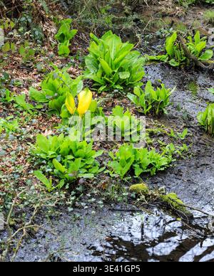 Symplocarpus foetidus, bekannt als Skunk Kohl in den Trewithen Gardens, Truro, Cornwall, England, Großbritannien Stockfoto