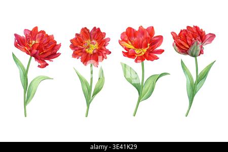 Aquarellset aus roten Doppeltulpen mit Stielen und grünen Blättern in verschiedenen Blütestadien. Ideal für Muster, Blumenmuster, Karten, Verpackungen Stockfoto