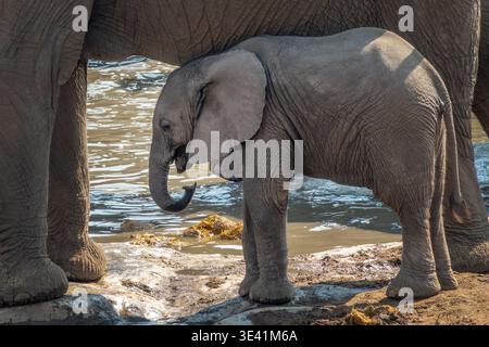 Elefantenbaby-Kalb- und Mutterporträt im Etosha-Nationalpark, Wildtiersafari und Pirschfahrt in Namibia, Afrika Stockfoto