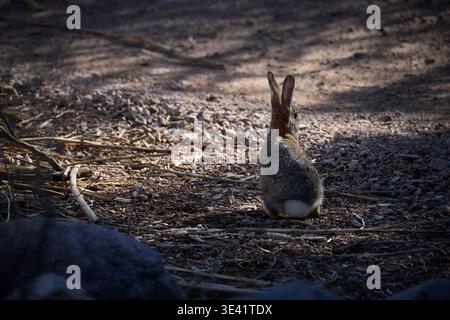 Wild Rabbit on Desert Ground in sanftem Licht mit natürlichem Lebensraum im Wetlands Park Stockfoto